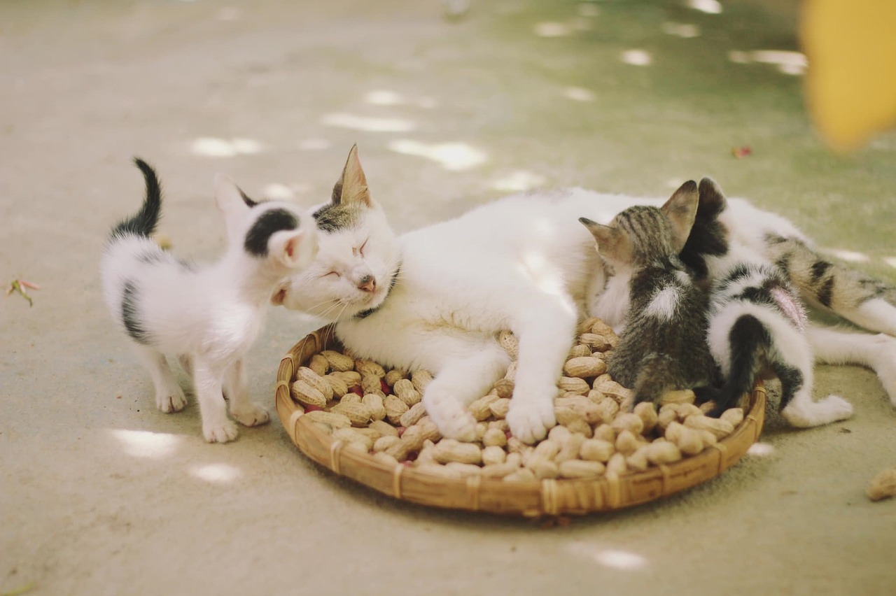 Hukum Membunuh Kucing dalam Islam. (Pixabay-lequangutc89)