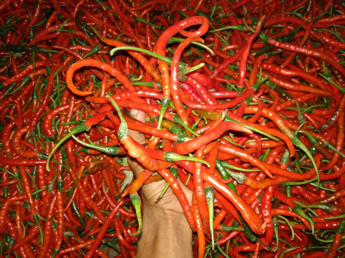 Menjelang bulan suci Ramadan 1446 Hijriah, harga cabai merah di sejumlah pasar tradisional di Kabupaten Bandung, Jawa Barat, mengalami lonjakan signifikan. (foto X/ @PetaniRasional)